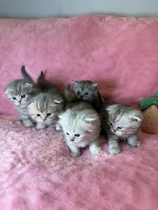 Scottish fold kittens - Photo 7