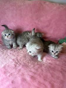 Scottish fold kittens - Photo 8