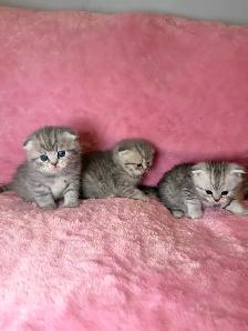 Scottish fold kittens - Photo 9