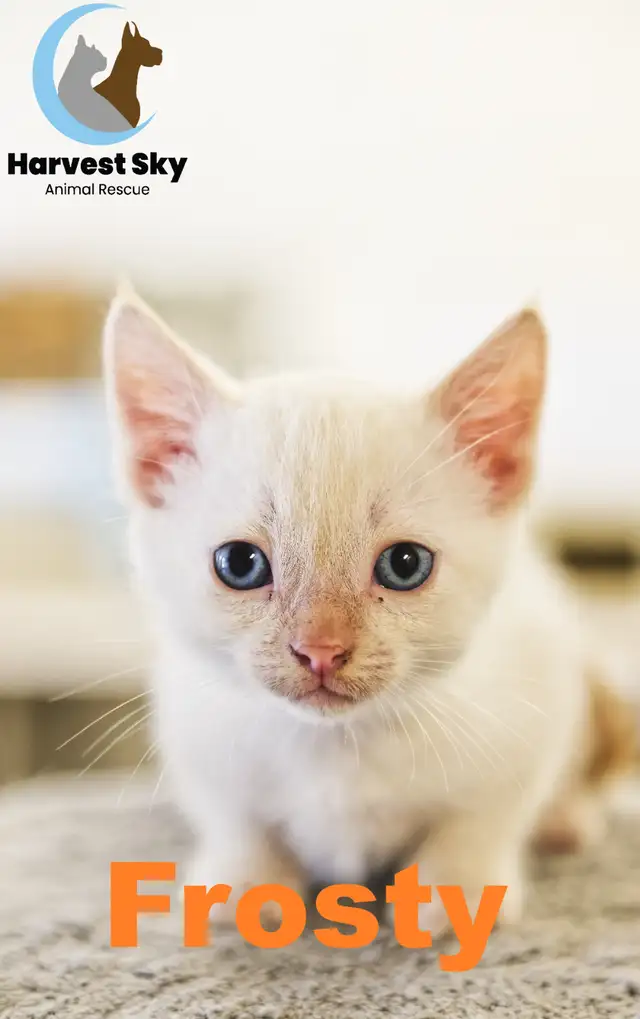 HARVEST SKY ANIMAL RESCUE - LOTS OF ADOPTABLE KITTENS & CATS!