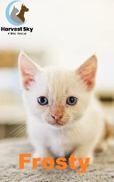 HARVEST SKY ANIMAL RESCUE - LOTS OF ADOPTABLE KITTENS & CATS!