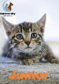 HARVEST SKY ANIMAL RESCUE - LOTS OF ADOPTABLE KITTENS & CATS! - Photo 2