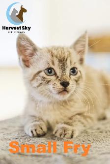 HARVEST SKY ANIMAL RESCUE - LOTS OF ADOPTABLE KITTENS & CATS! - Photo 5