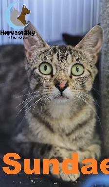 HARVEST SKY ANIMAL RESCUE - LOTS OF ADOPTABLE KITTENS & CATS! - Photo 6
