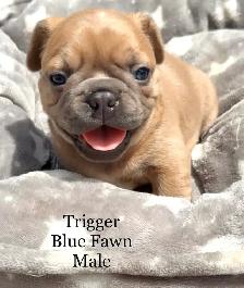 FRENCHTON puppies!