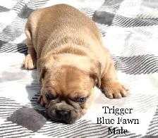 FRENCHTON puppies! - Photo 2