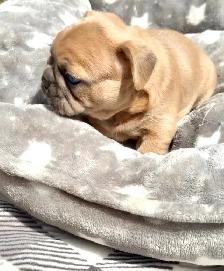 FRENCHTON puppies! - Photo 3