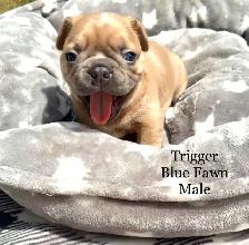 FRENCHTON puppies! - Photo 4
