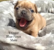 FRENCHTON puppies! - Photo 5