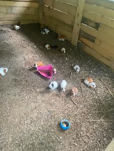 Cochons d inde Male - Photo 2