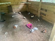 Cochons d inde Male - Photo 3