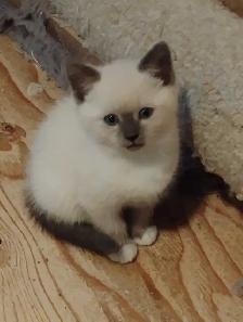 chatons Ragdoll Snowshoes - Photo 5