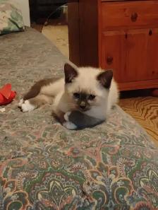 chatons Ragdoll Snowshoes - Photo 7