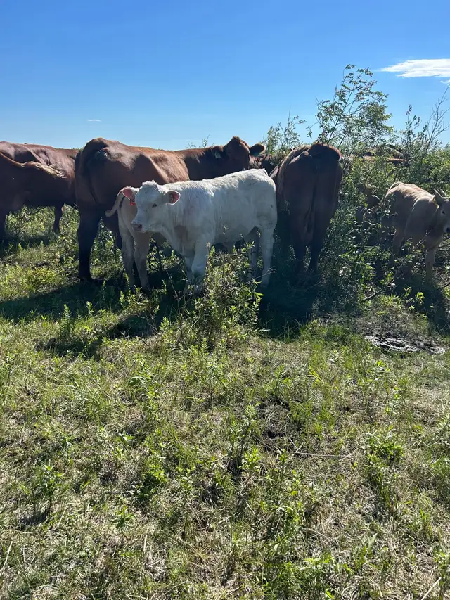 Ranch Hand wanted