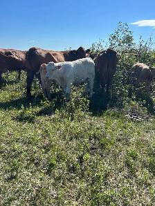 Ranch Hand wanted