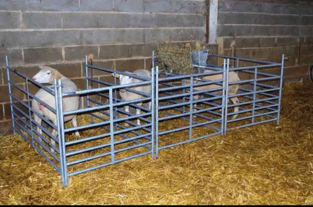 SHEEP EQUIPMENT FOR SALE