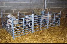 SHEEP EQUIPMENT FOR SALE