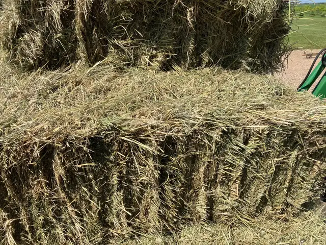 SMALL SQUARE HAY BALES FOR SALE:  CALL FOR PRICING