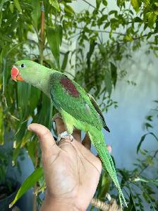 Alexandrine Baby parrot