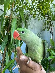 Alexandrine Baby parrot - Photo 2