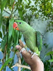 Alexandrine Baby parrot - Photo 4