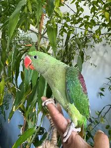 Alexandrine Baby parrot - Photo 6