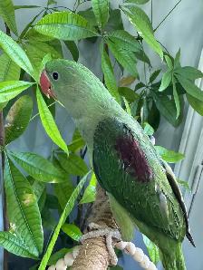 Alexandrine Baby parrot - Photo 7