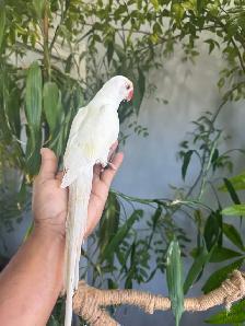 Indian ringneck parrot babies (Cremino) - Photo 3