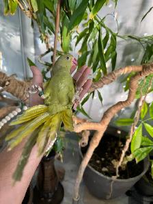 Indian ringneck parrot babies (Olive Green) - Photo 8