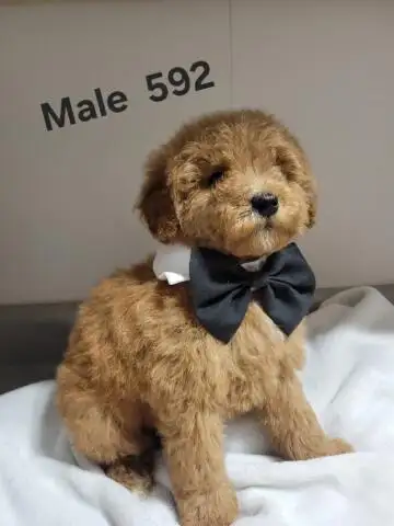MINI F1B GOLDENDOODLE PUPS