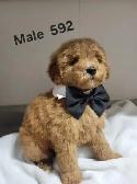 MINI F1B GOLDENDOODLE PUPS