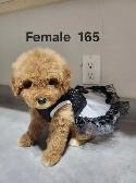 MINI F1B GOLDENDOODLE PUPS - Photo 2