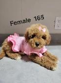 MINI F1B GOLDENDOODLE PUPS - Photo 3