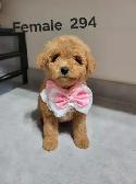 MINI F1B GOLDENDOODLE PUPS - Photo 4