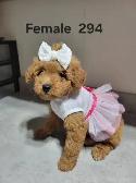 MINI F1B GOLDENDOODLE PUPS - Photo 5