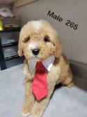 MINI F1B GOLDENDOODLE PUPS - Photo 6