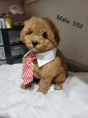 MINI F1B GOLDENDOODLE PUPS - Photo 7