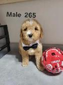 MINI F1B GOLDENDOODLE PUPS - Photo 8