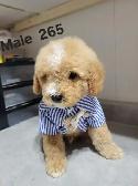 MINI F1B GOLDENDOODLE PUPS - Photo 9