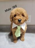 MINI F1B GOLDENDOODLE PUPS - Photo 10