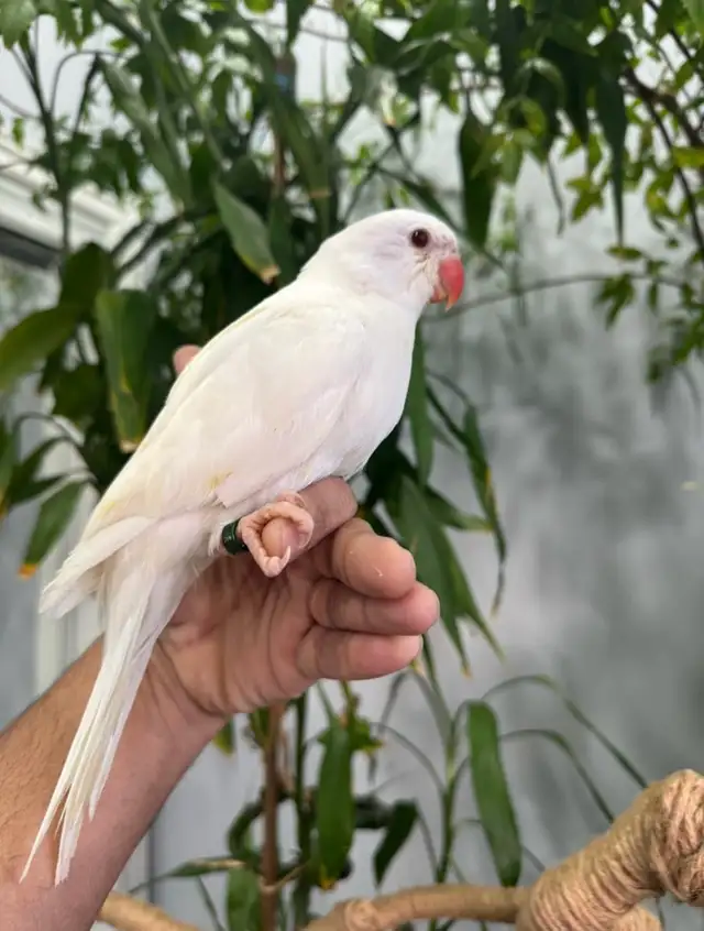 Indian ringneck babies parrot (white/Albino)
