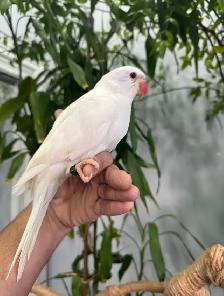 Indian ringneck babies parrot (white/Albino)