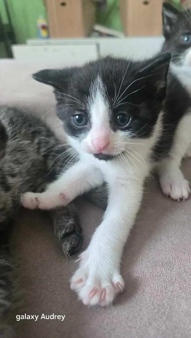 chatons x3
