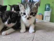 chatons x3 - Photo 2