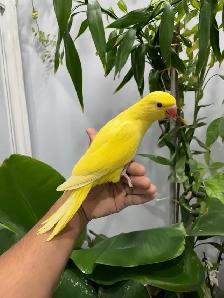 Indian ringneck babies parrot (white/Albino) - Photo 3