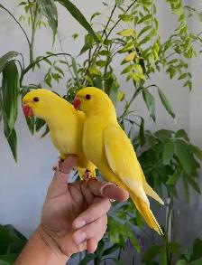 Indian ringneck babies parrot (white/Albino) - Photo 4