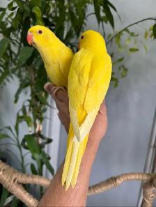 Indian ringneck babies parrot (white/Albino) - Photo 5
