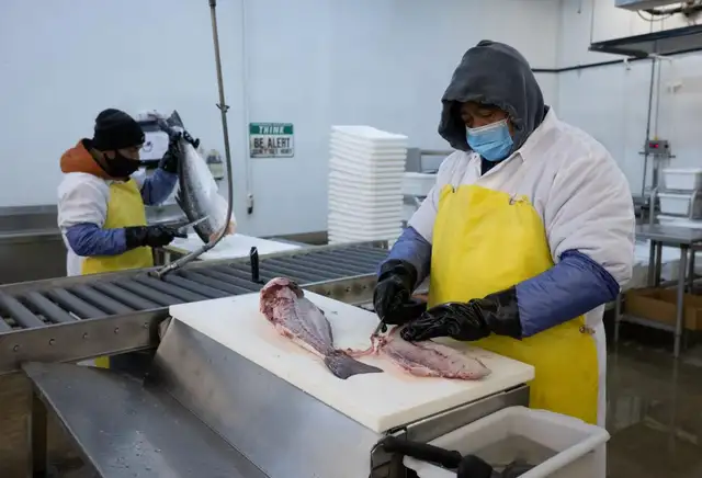 Fish Cutter- Brampton, ON Morning Shift: 4:00 AM