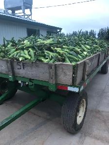 Super sweet corn - Photo 5