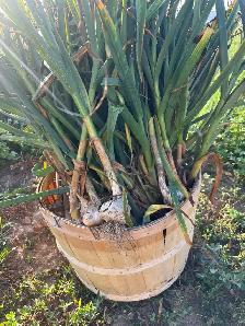 Super sweet corn - Photo 3